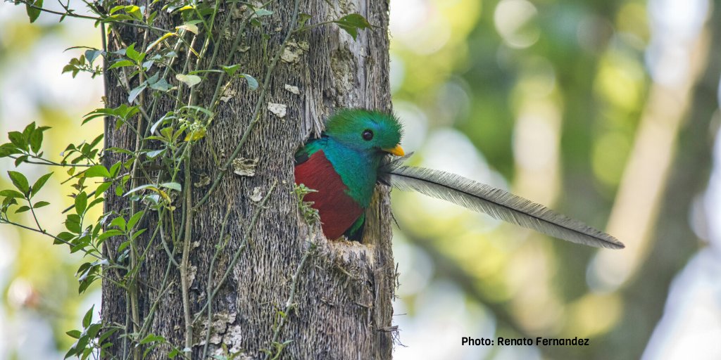 exploreindigo's tweet photo. Our expeditions are designed for wildlife enthusiasts who wish to explore the less travelled road. #indigoexpeditions #indigoherpers #connectwithnature #guatemala #cloudforestconservation Find out more -> Indigo Expeditions https://t.co/ohgipCpJyU https://t.co/eyABC3UzLl