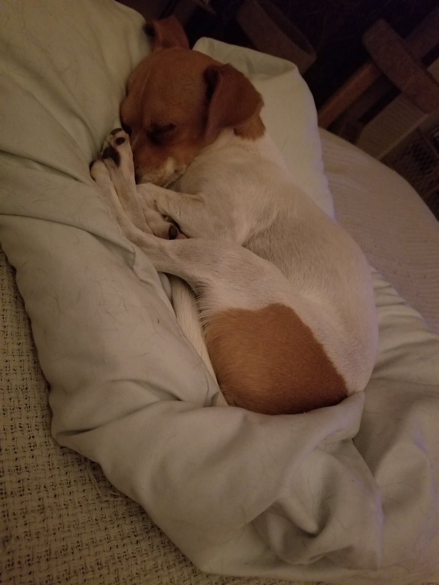 JustJill1982's tweet photo. @Ernie34975254 I'm Mollie. Can we play right after my snooze. https://t.co/mqg29E7dGU