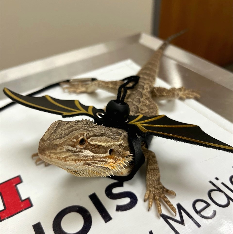 Tweet by UI Vet Hospital