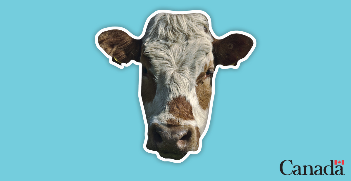 InspectionCan's tweet photo. In 2021, @WOAH_Global recognized that Canada poses a negligible risk for bovine spongiform encephalopathy (BSE), a progressive, fatal disease of the nervous system of cattle.
Discover why it was a major milestone for Canada. https://t.co/ZtSyRNRwpx
#25for25 #CFIA25 https://t.co/P7tsTf1l1i