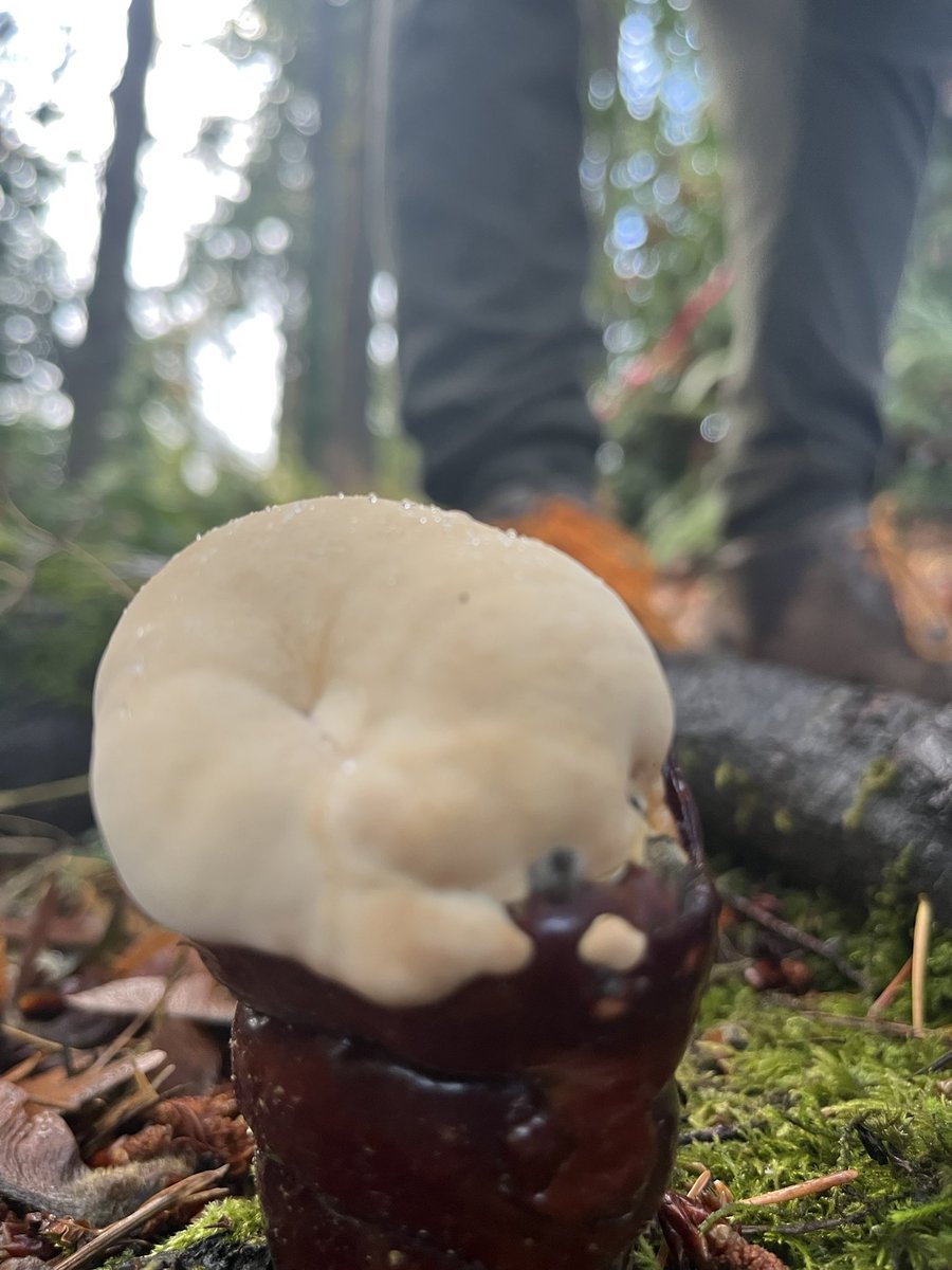 ggligorea's tweet photo. @cascademyco found this crazy mushroom that looks like a mug of beer!! https://t.co/AoZQ3QNOoB