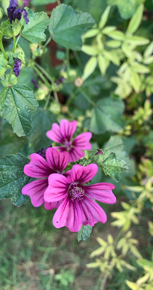 fatimamjad23's tweet photo. In to details… #ThePhotoHour #nature #Flowers https://t.co/oAi2smGvq6
