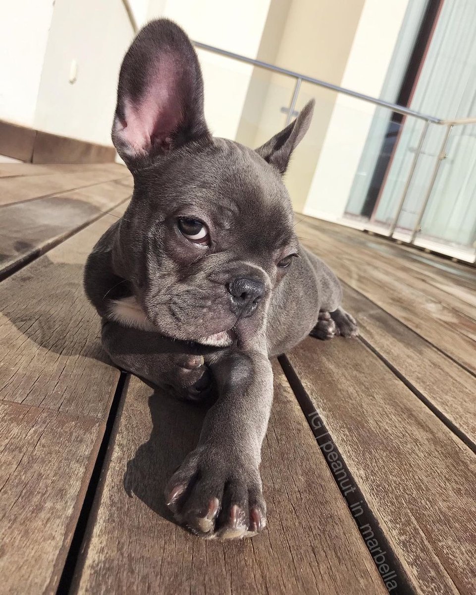 This is Balu. He's wondering if you'd like to sunbathe with him. There's an open spot right here. Also everywhere else, but he thinks right here is best. 13/10