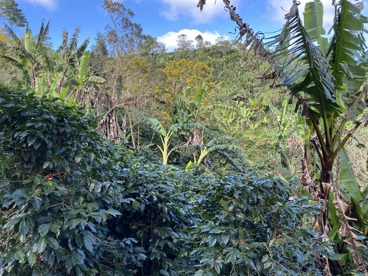 TinyFootprintCoffee tweet media