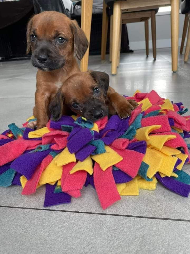 There's a lot to read,but I HIGHLY recommend taking time to read these wholesome,heartwarming letters a caring 4th class in Sligo @ScoilUrsulaNS wrote to help our rescue dogs get homes. They also emptied coins from their piggy banks to help @MADRADogRescue 🧵(1/11)