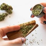 Photo by Global Cannabis Partnership (@GCPship)