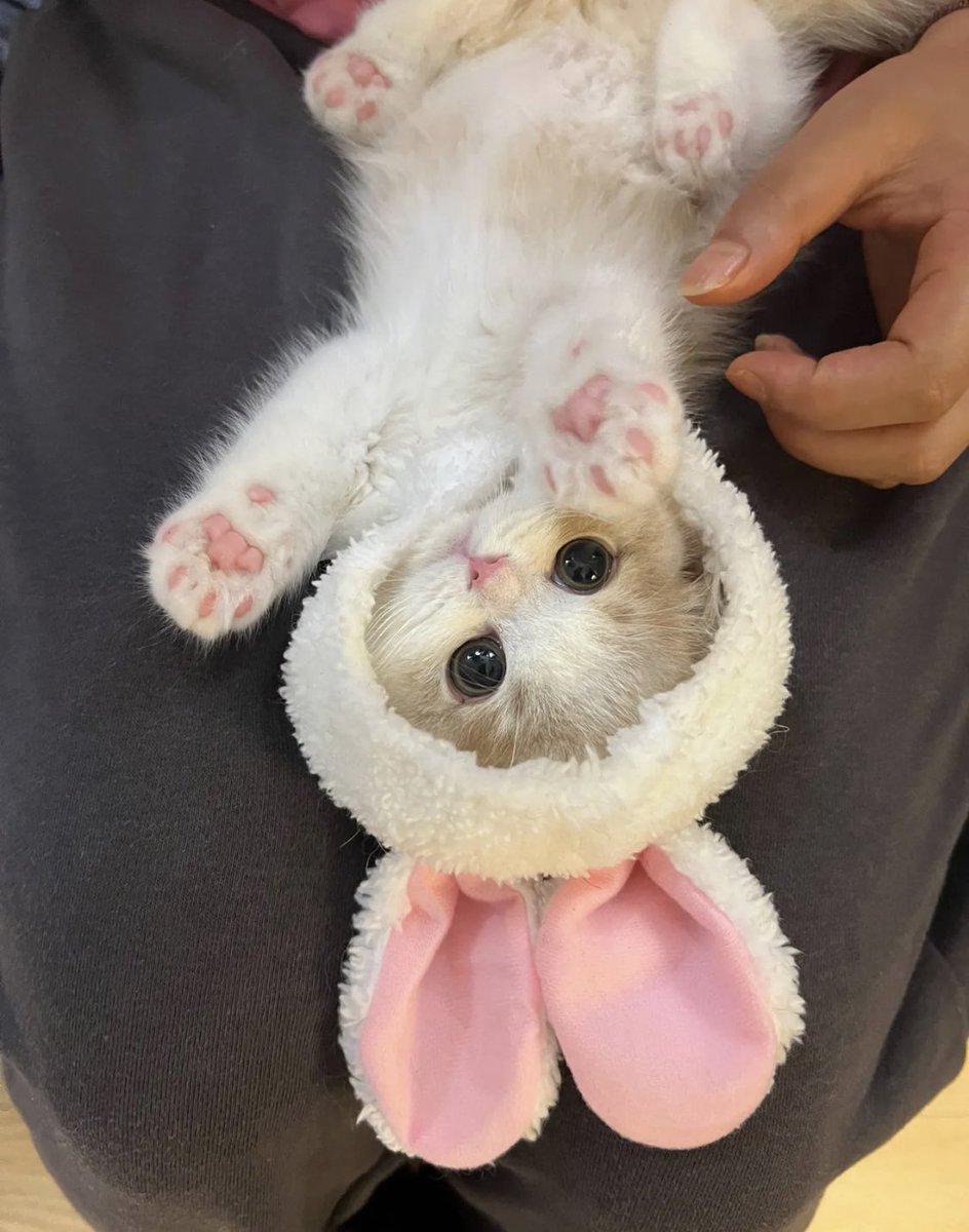 cat with bunny hat