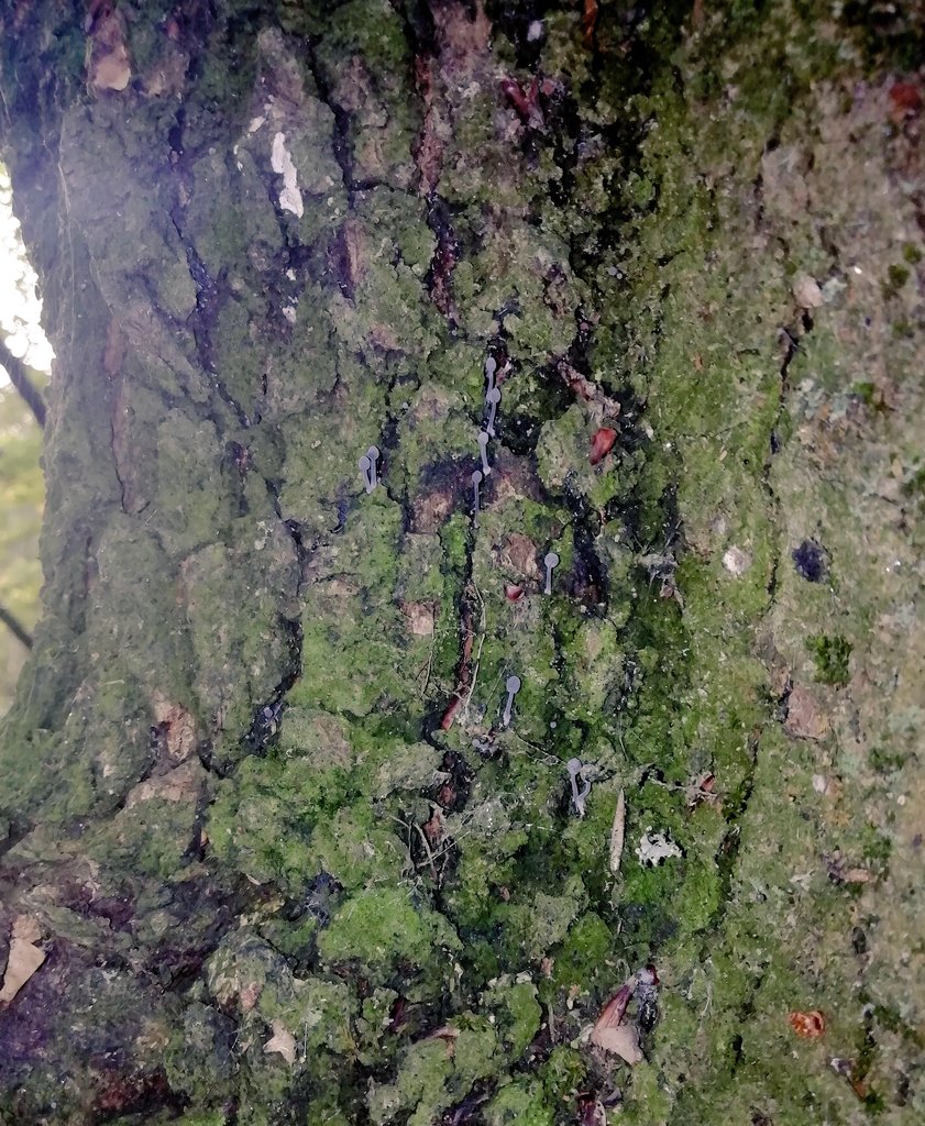 Tiny fruitbodies on the boughs of a Field Maple in Alexandra Park. Probable Mycena pseudocorticola, I've been kindly advised. 

Mycena sp. 
Acer campestre 
#365DaysWild 🍄🌳 #LondonFungi