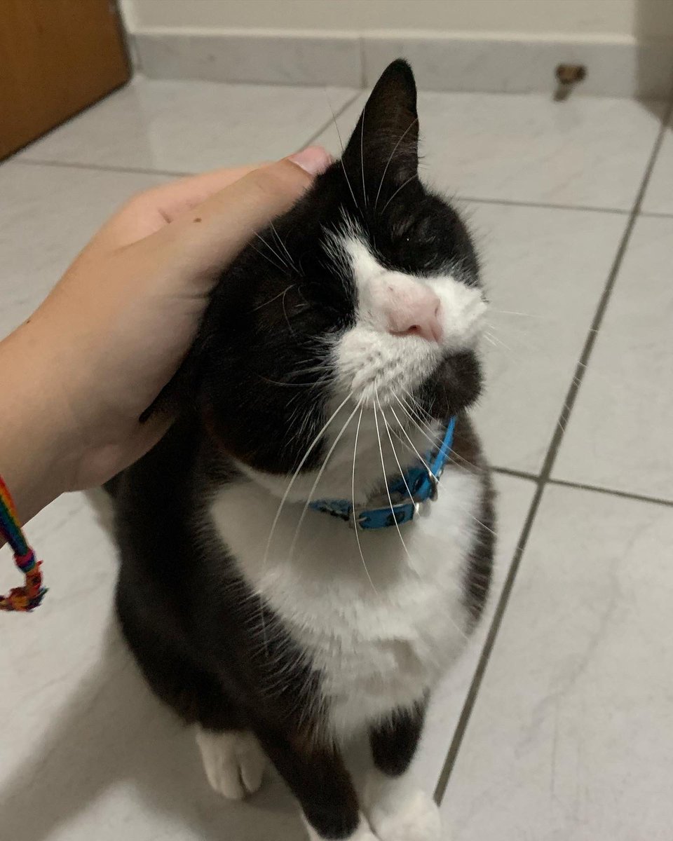 MarianaLimaDEV's tweet photo. Desde os dois anos de idade a Leila nunca me deixava brincar sozinha, desde os 7 anos a nevasca sempre consola meu choro, desde os 9 anos a meia noite sempre me fez enfrentar meu medo do escuro pra achar ela antes de dormir e miava quando eu achava ela 
Ah, se elas soubessem https://t.co/aIThYOnCIs