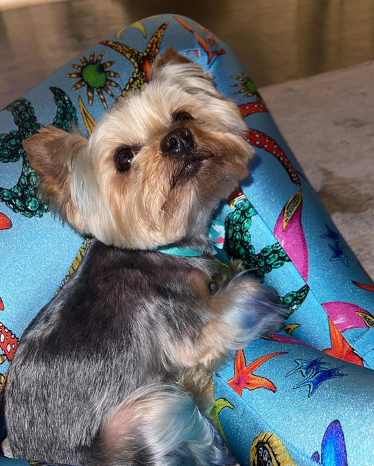 LORD PLEASE SOMEONE BRING MY DOG BACK TO ME . PLEASE RT. MY BABY HAS BEEN MISSING. LAST SEEN IN CUMMINGS