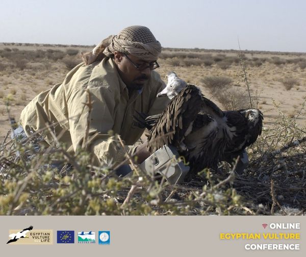 Neophron Returns tweet media