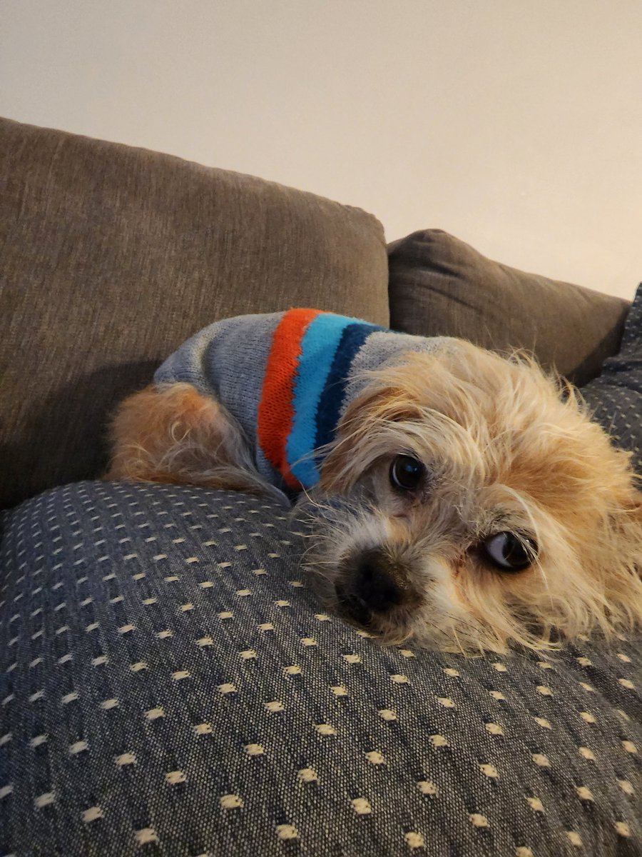 DanKnightMMA's tweet photo. It's that time of year again
#dogsweaters https://t.co/y39iPoQYkz