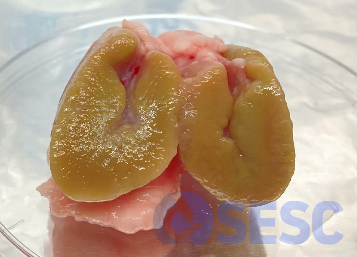 El curioso caso de la oveja con los linfonodos “verdes” buff.ly/3f50dCR