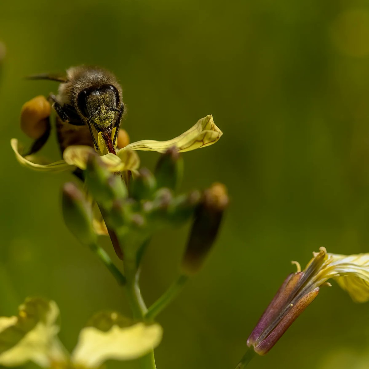 We have over 40 beehives on the farm. The bees help pollinate the vines during flowering season and are also a sign of a healthy vineyard.