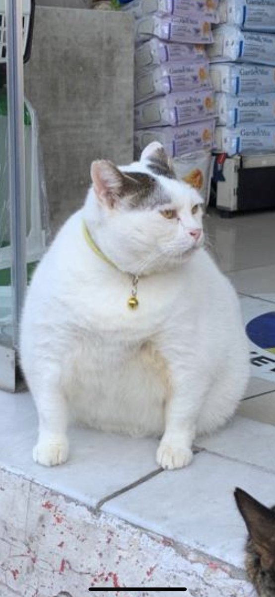 Blackankhh's tweet photo. Mama ver diyorum sana #catguard https://t.co/wfXKavWXkT