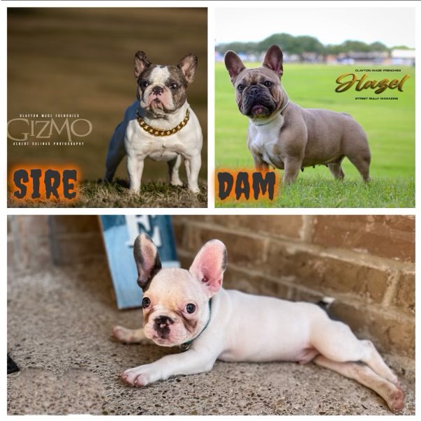SHSUQues's tweet photo. Looking for a loving and loyal companion? Look no further!  @PureCaneKennels are raffling off two pure bred certified puppies 🐶 Contact your favorite Omega Man to get more details! #RQQ https://t.co/uOQAFt8p9s