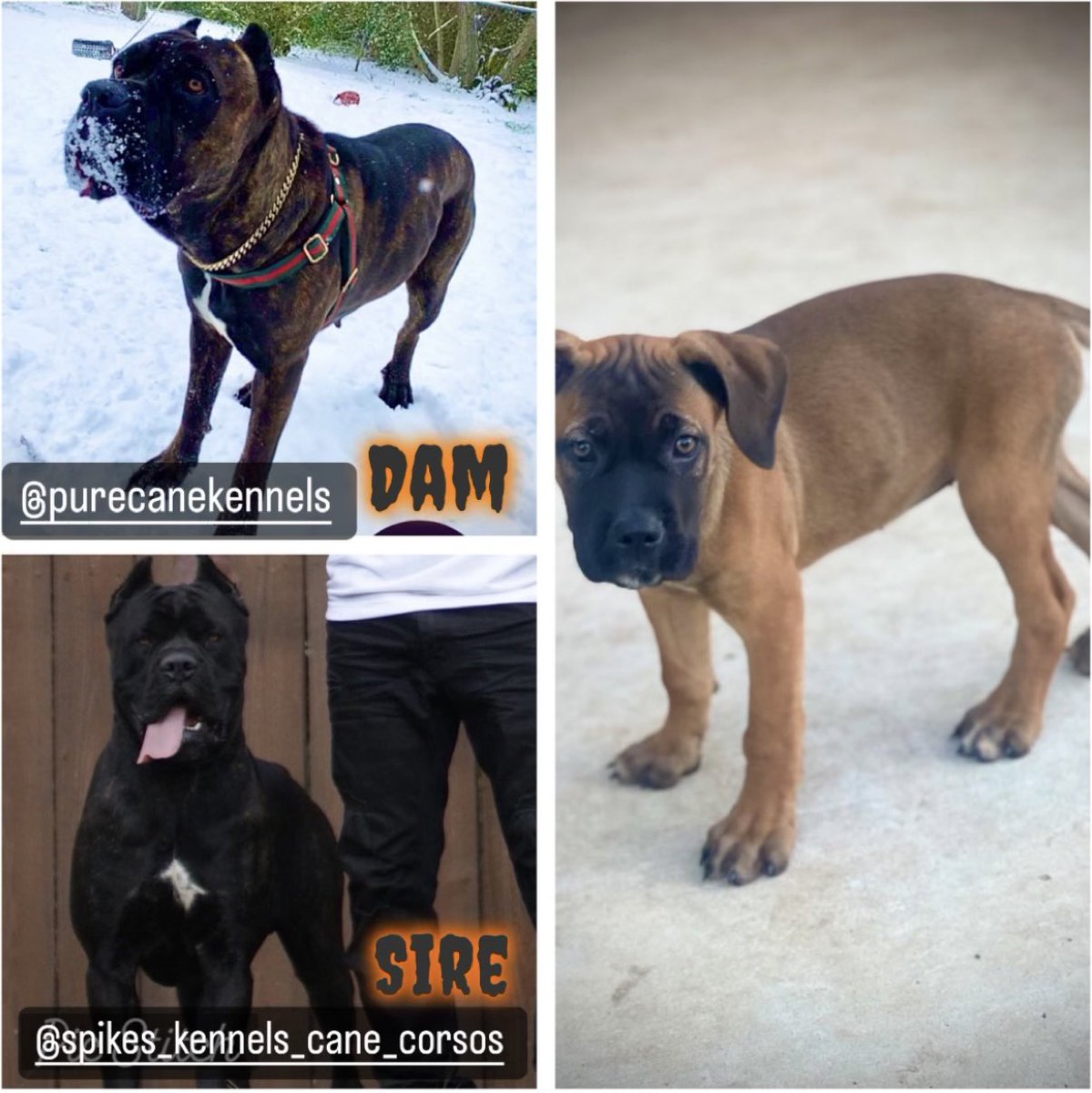 SHSUQues's tweet photo. Looking for a loving and loyal companion? Look no further!  @PureCaneKennels are raffling off two pure bred certified puppies 🐶 Contact your favorite Omega Man to get more details! #RQQ https://t.co/uOQAFt8p9s