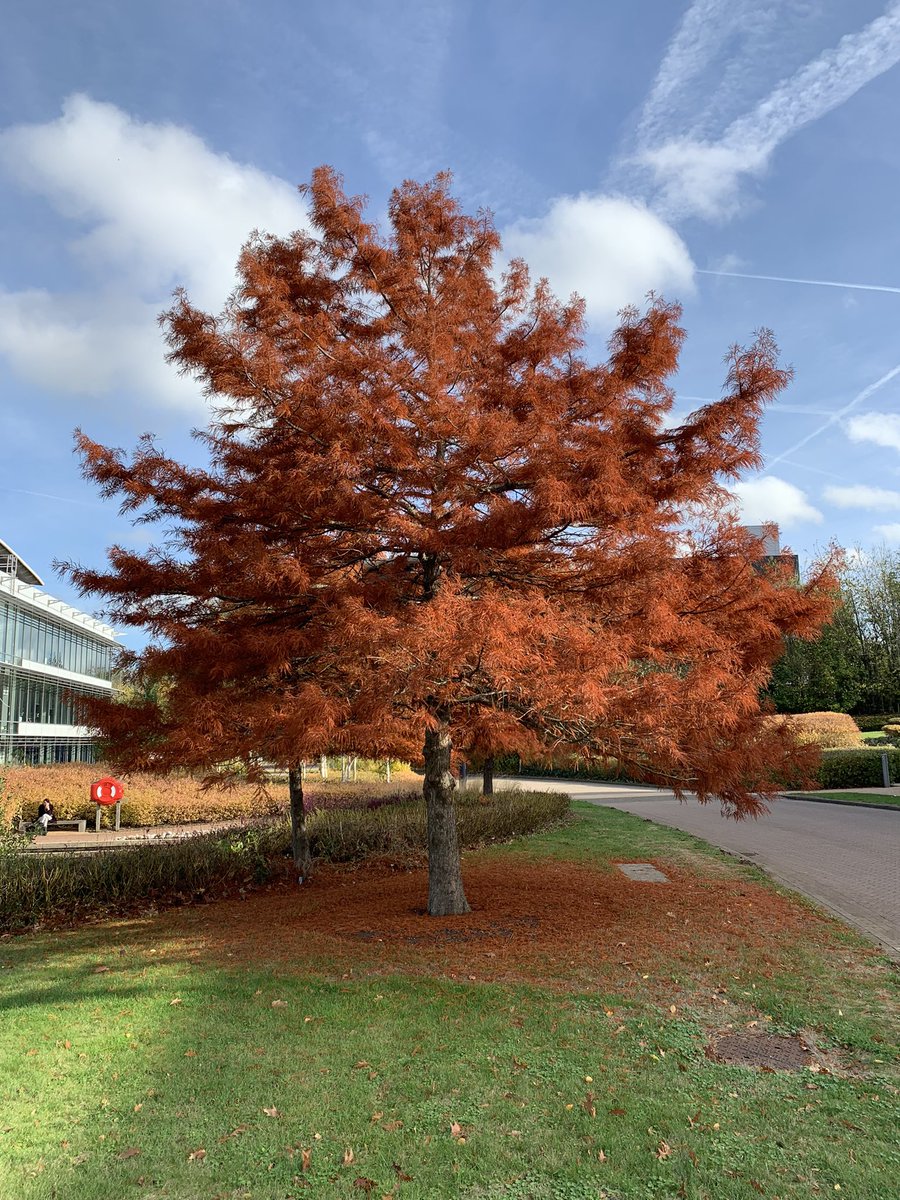 PhilipSpinks's tweet photo. Anyone know what tree this is? Autumn colours are incredible. @waterperry @The_RHS https://t.co/IT4FglZkV5