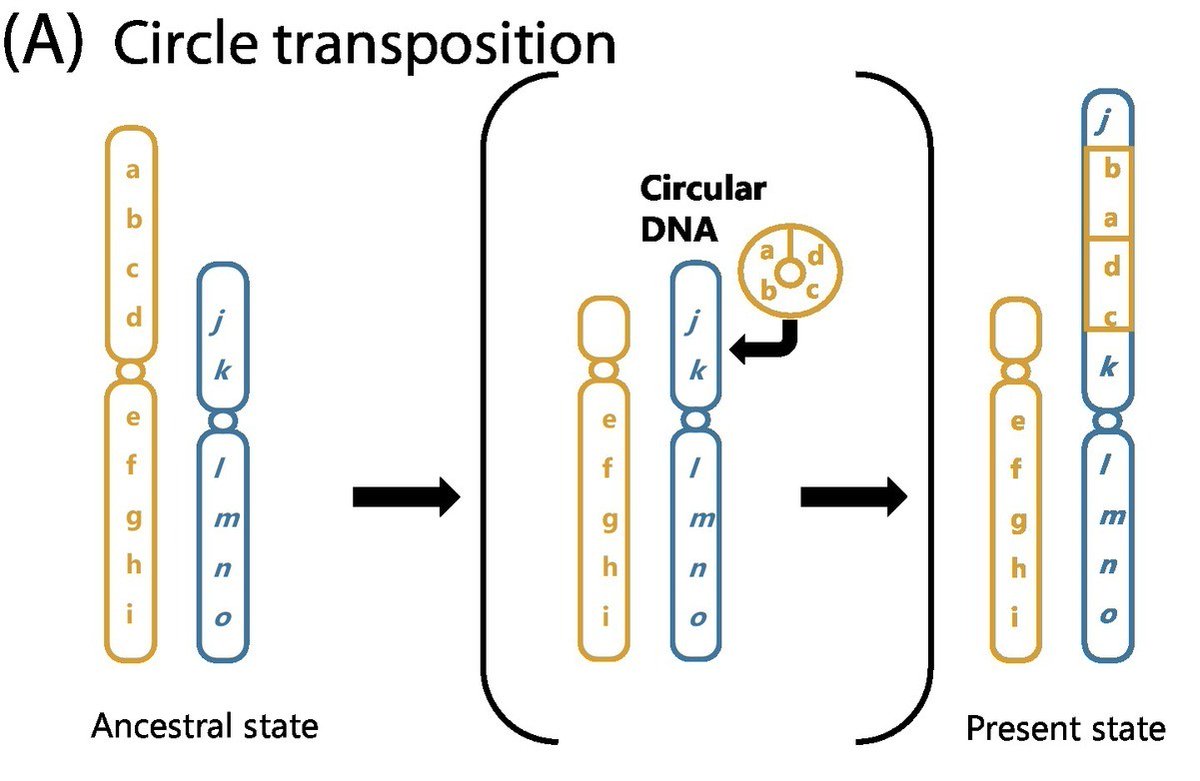 The mammalian genomes carry signatures that suggest circular DNA moved around blocks of genes between chromosomes. Check out our new article, "Did circular DNA shape the evolution of mammalian genomes?"
doi.org/10.1016/j.tibs…
#H2020 #ecdna