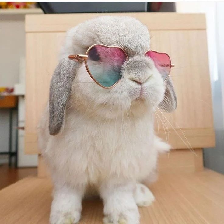 Erikaluna674's tweet photo. Smart rabbit🤠😎🤓
.
.
#rabbitsoftwitter #rabbits #rabbitlovers #rabbit #Rabbithole #rabbitlife #rabbitfild #twitterrabbit #smartrabbit https://t.co/JV8u8WH1wI