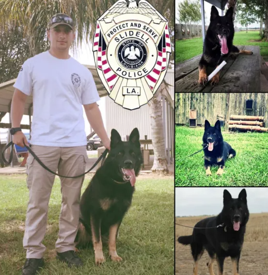 NatPoliceFounda's tweet photo. SLIDELL, LOUISIANA POLICE REQUEST NPDF ASSISTANCE IN REPLACING K-9 LOST IN THE LINE OF DUTY - https://t.co/bLNe8IRwOb https://t.co/SBVvIklenI