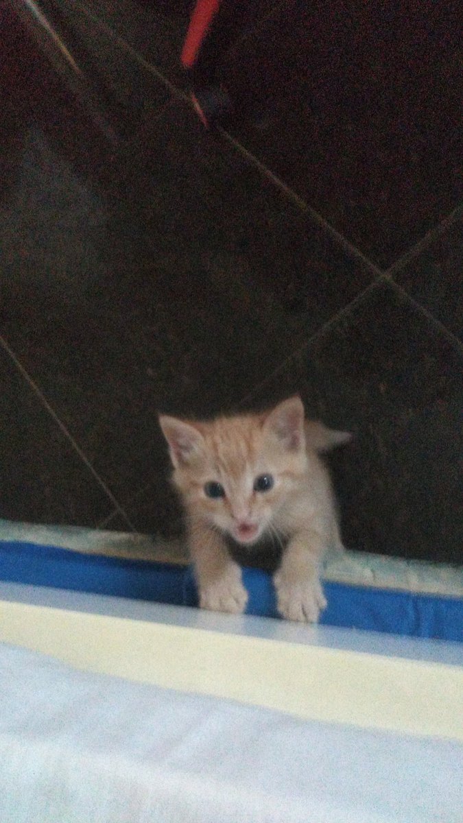 pax_aurora_'s tweet photo. Para alegrar o dia de vcs, fiquem com fotos do meu gato https://t.co/5UuXQ3IsAY