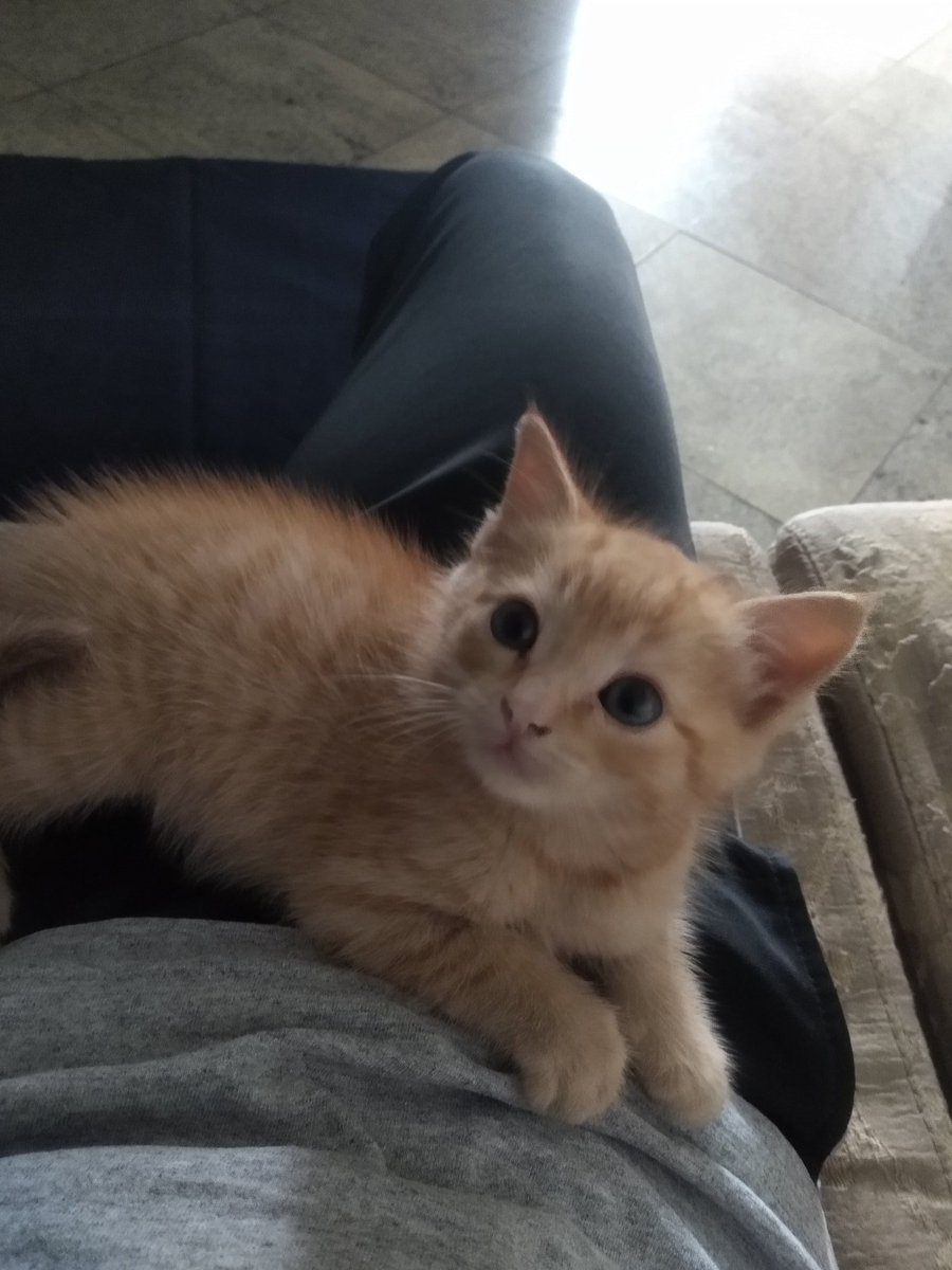 pax_aurora_'s tweet photo. Para alegrar o dia de vcs, fiquem com fotos do meu gato https://t.co/5UuXQ3IsAY