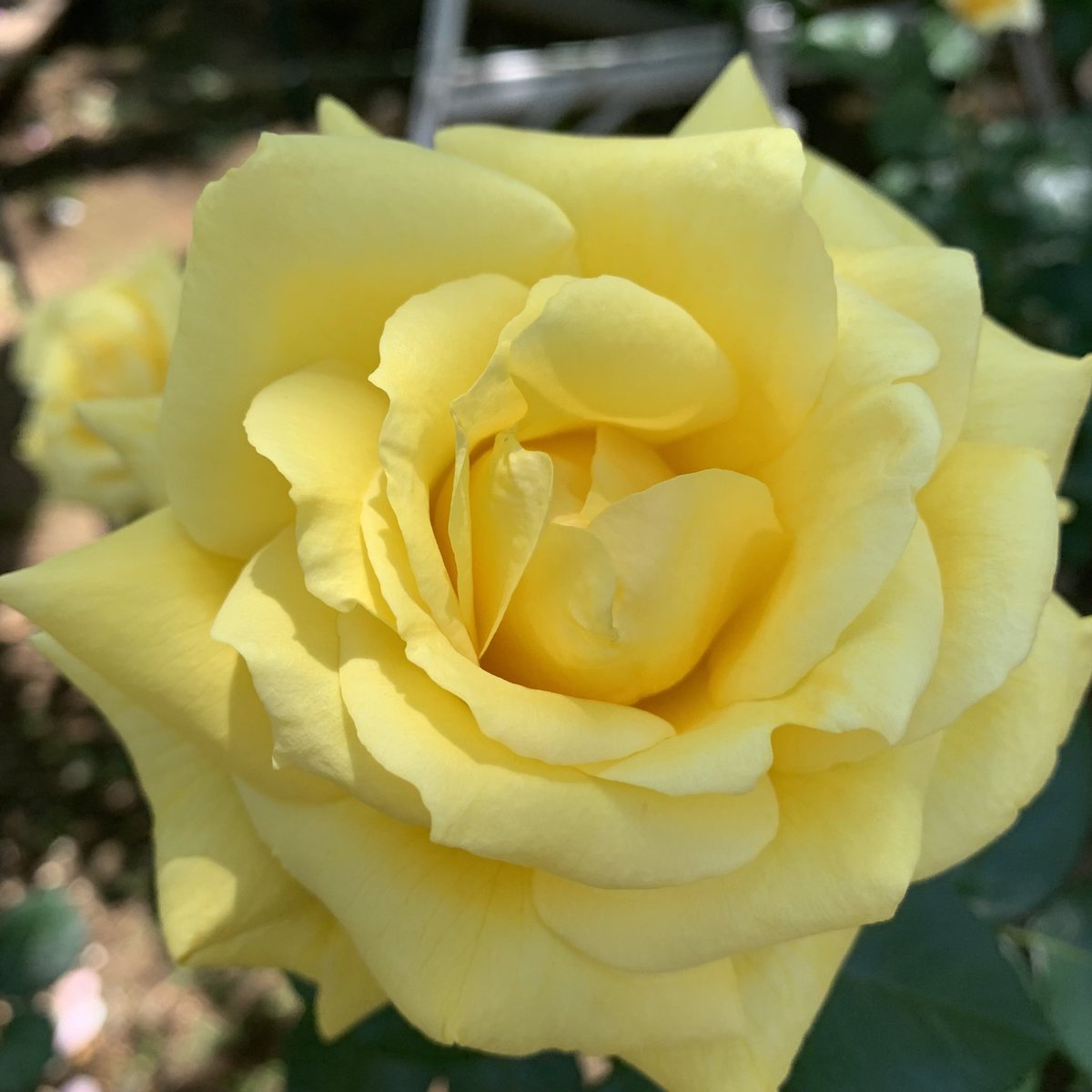 おはよう御座います(*´▽｀)ﾉﾉ 🌸🌸🌸花の便り🌸🌸🌸 黄色いバラの花言葉は、友情・平和・友愛・嫉妬・薄らぐ愛などです