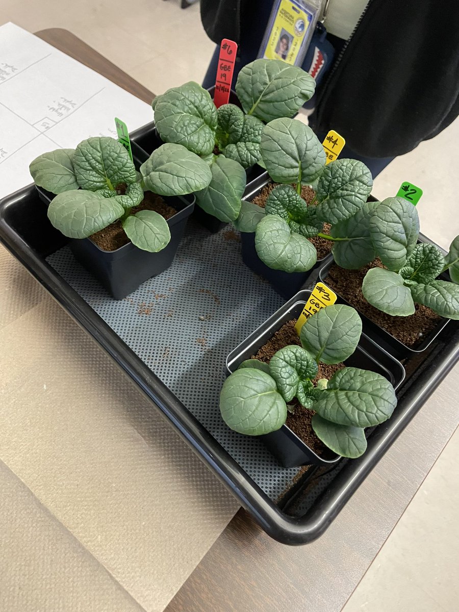 Ms Ro-Do tweet media