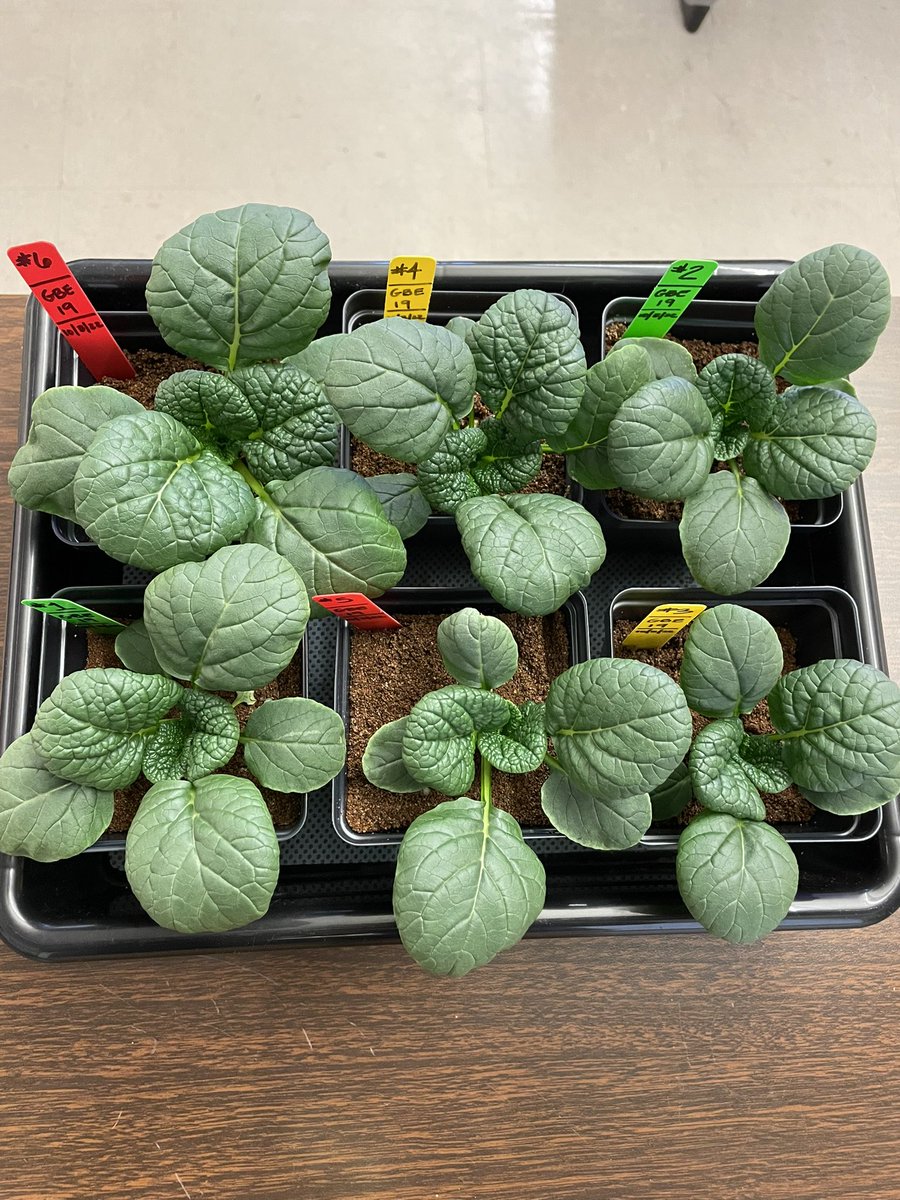 Ms Ro-Do tweet media