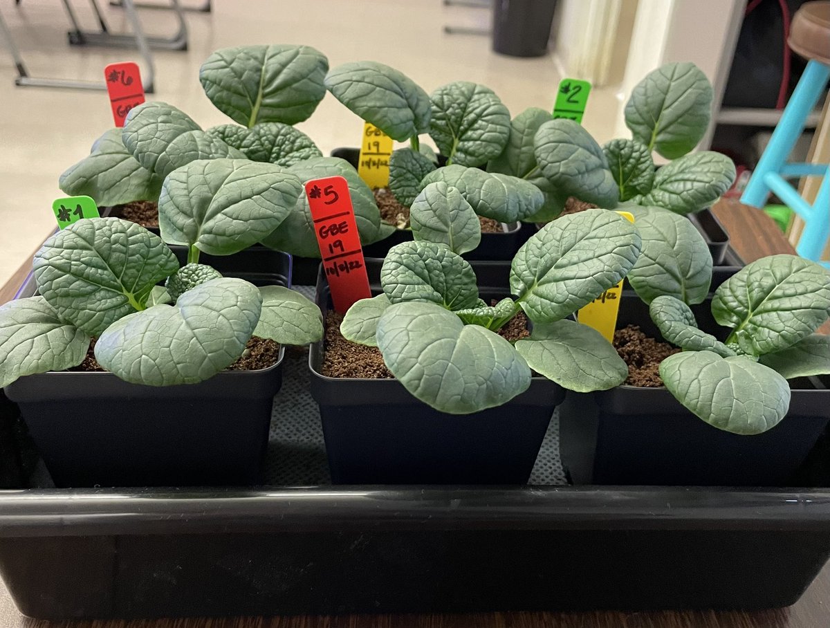 Ms Ro-Do tweet media