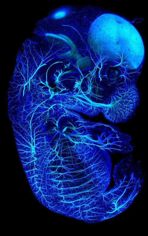 Nervous system of a mouse embryo. Credits: N. Burns #neuroscience #neurotwitter