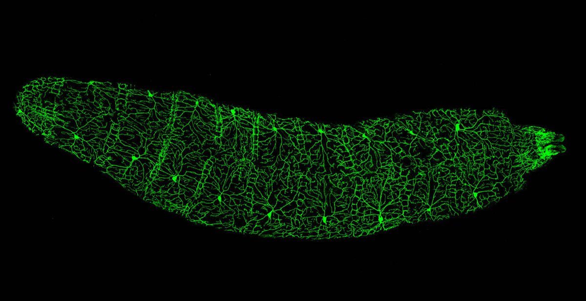 Drosophila sp. larva with the dendrites of a sensory neuron group labeled, live specimen. Source: Dr. Chuan Han #neuroscience #neurotwitter