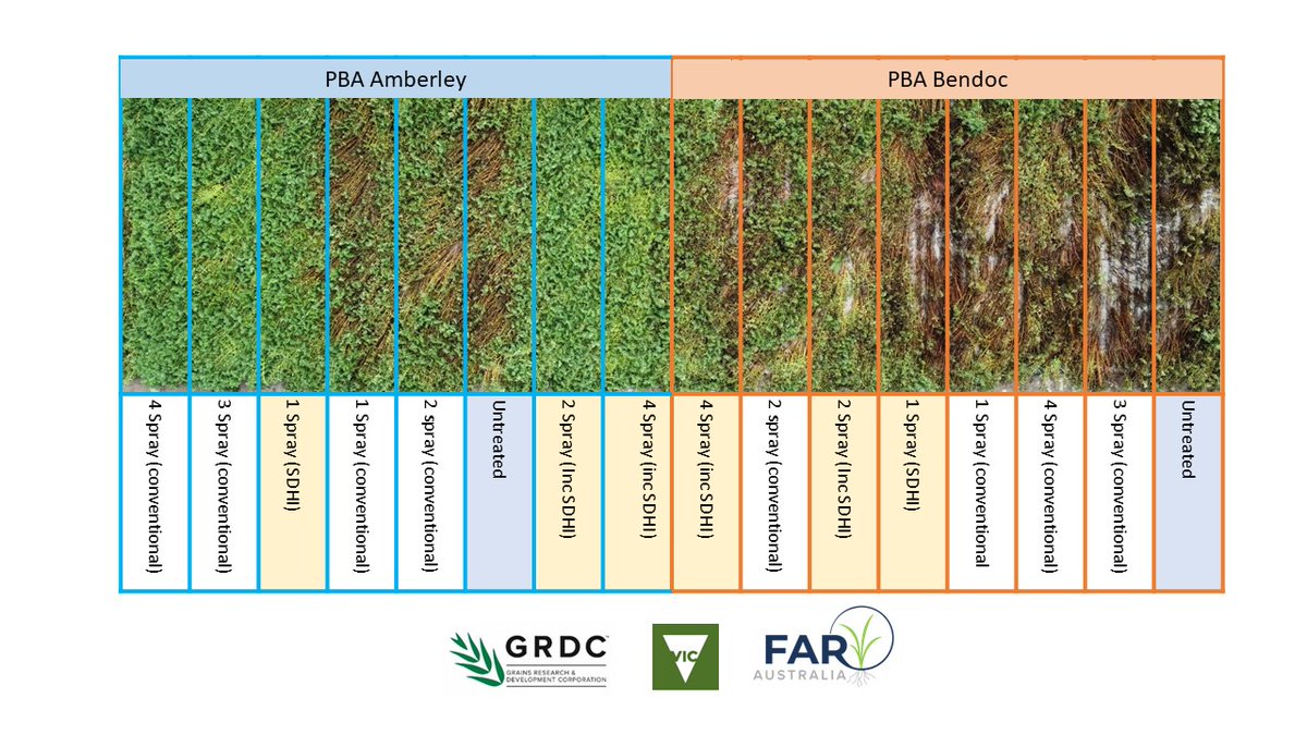 Picture tells a thousand words... 
1. Power of improved genetic disease resistance
2. Incorporation of SDHI into conventional fungicide Chlorothalonil/Carbendazim program = superior control with less shots in more resistant material
<a href="/GRDCSouth/">GRDC South</a> Pulse Agronomy
Thanks <a href="/AaronVague/">Aaron Vague</a>