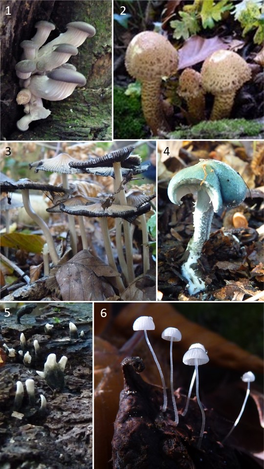 LouBiologist tweet picture