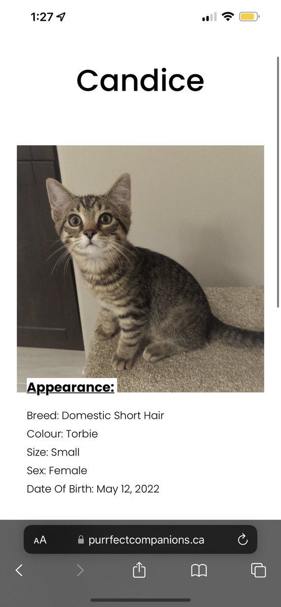 CxshBandit's tweet photo. Okay be honest which cat should I adopt https://t.co/zbzKoBdUvf