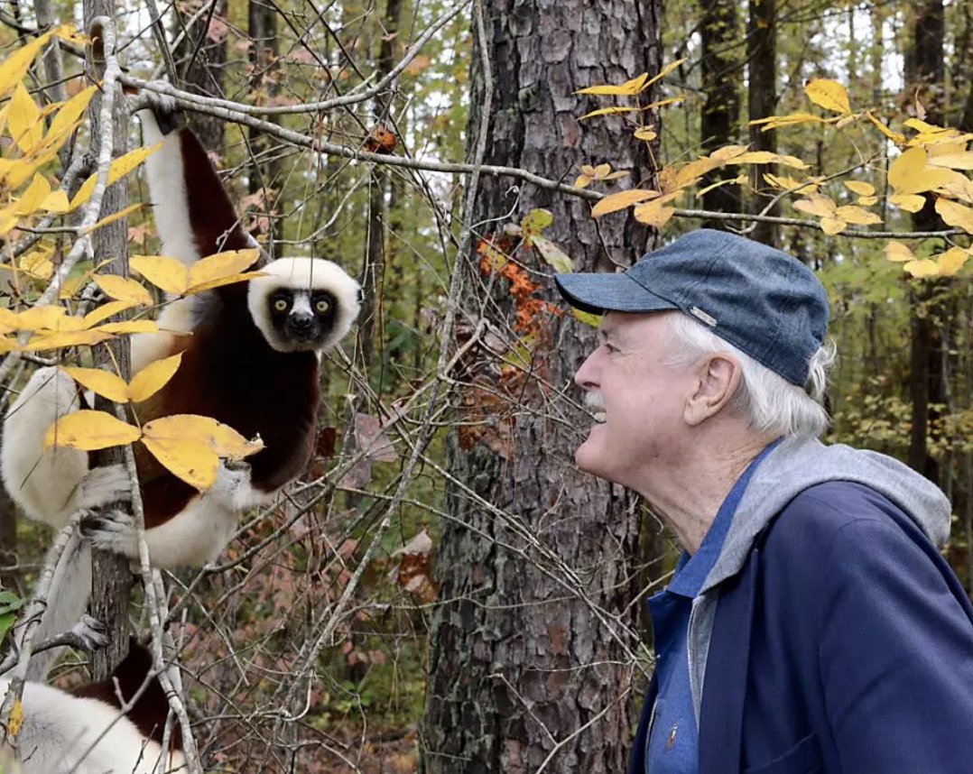 TODAY is @JohnCleese 's birthday, and TOMORROW is #WorldLemurDay! 🥳 Celebrate both by (a) watching our incredible new commercial starring John, and (b) adopting a lemur in John’s honor! Now that’s what we call a win-win! lemur.duke.edu/cleese #MontyPython #johncleese #lemur