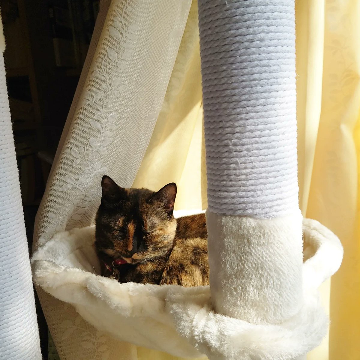 good2bnegative's tweet photo. ハンモックで寛ぐお嬢ちゃん

#サビ猫 #さびねこ https://t.co/FVjEoszKDK