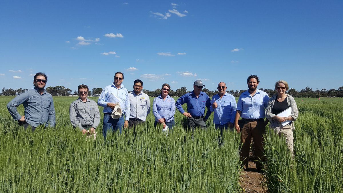 A global breeding collaboration pays off in the paddock 🌾 A review of the @caigeproject, which gives Australian wheat and barley breeders access to international germplasm that is vital to crop improvement, has reported a benefit: cost return of 20:1 - bit.ly/3faIgTe