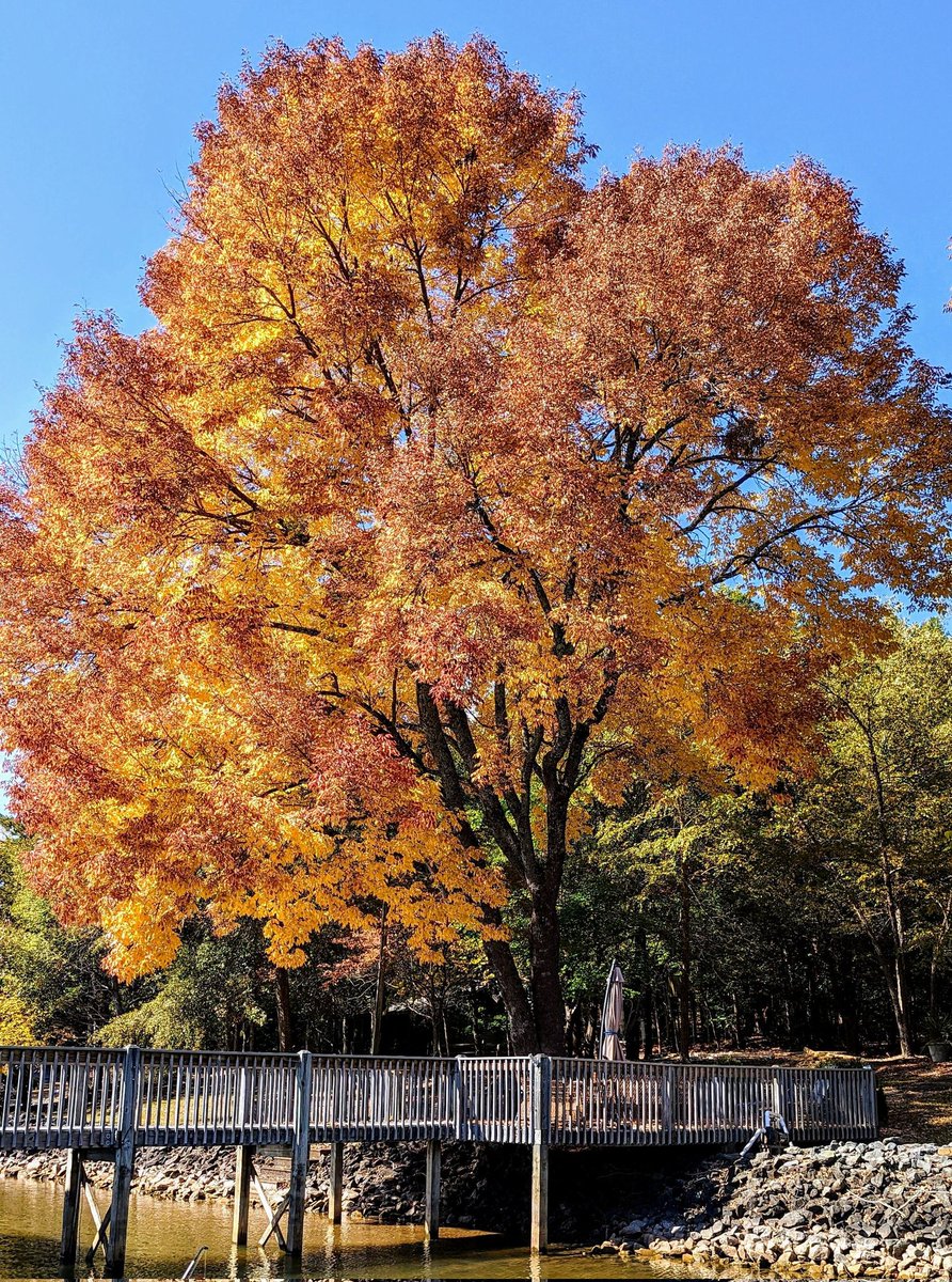 @FredWCNC @wxbrad That was an interesting feature on fall colors. The leaves in Tega Cay are incredible this year.