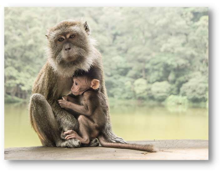 We’re proud to be a part of the <a href="/AsiaforAnimals/">Asia for Animals Coalition</a> Coalition, exposing how animal experimenters’ greed has pushed long-tailed &amp; Southern pig-tailed macaques to the brink of extinction. 

Together we’ll stop their devastating &amp; dangerous exploitation! bit.ly/3gPpgKA