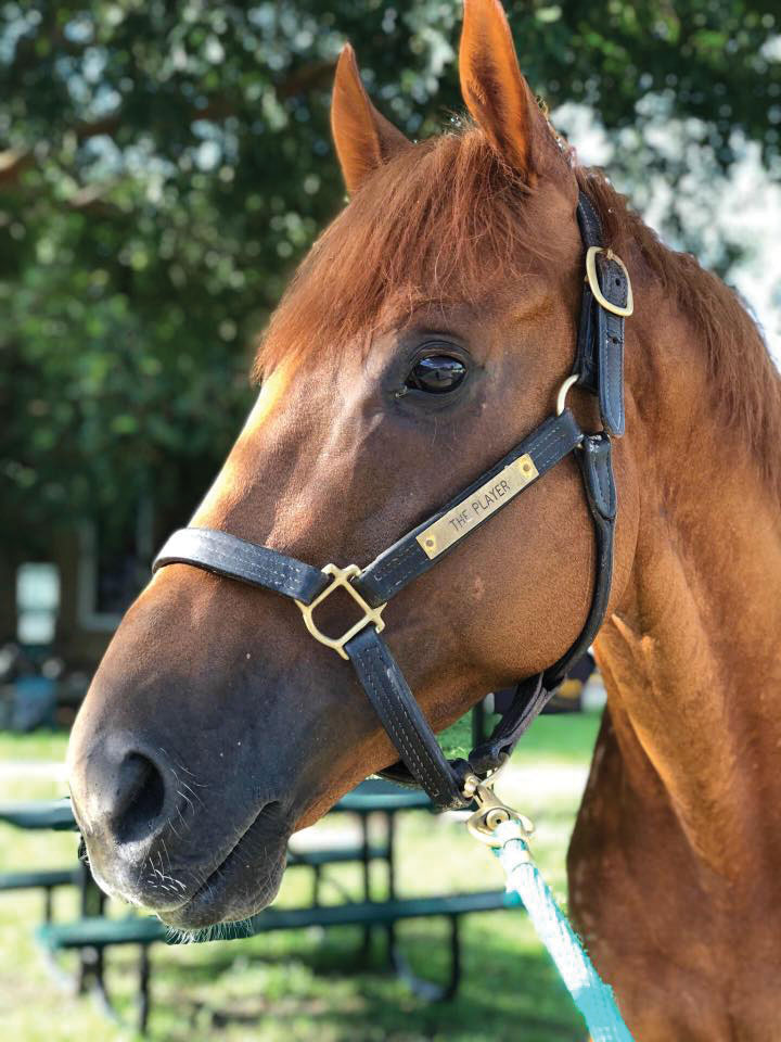 Tweet by LSU Veterinary Med