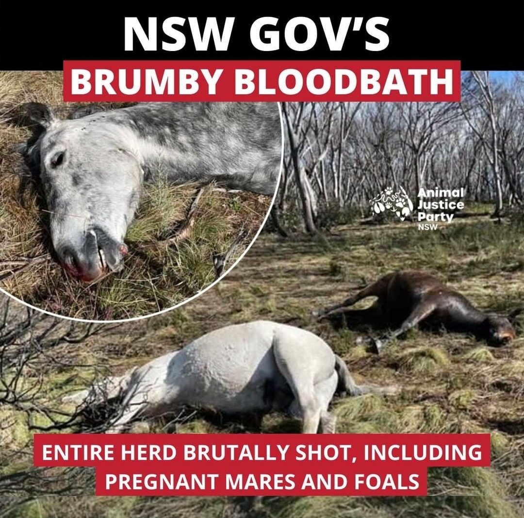 animaljusticeAU's tweet photo. "On 11th September @LiberalNSW shooters killed an entire herd of brumbies in Kosciuszko National Park, in a manner so violent &amp; unprofessional that it must be fully examined in Parliament.
Tell your local MP to support AJP calls for an inquiry."
@AJPNSW
https://t.co/smt4Ac92P3 https://t.co/H469b79Y7B