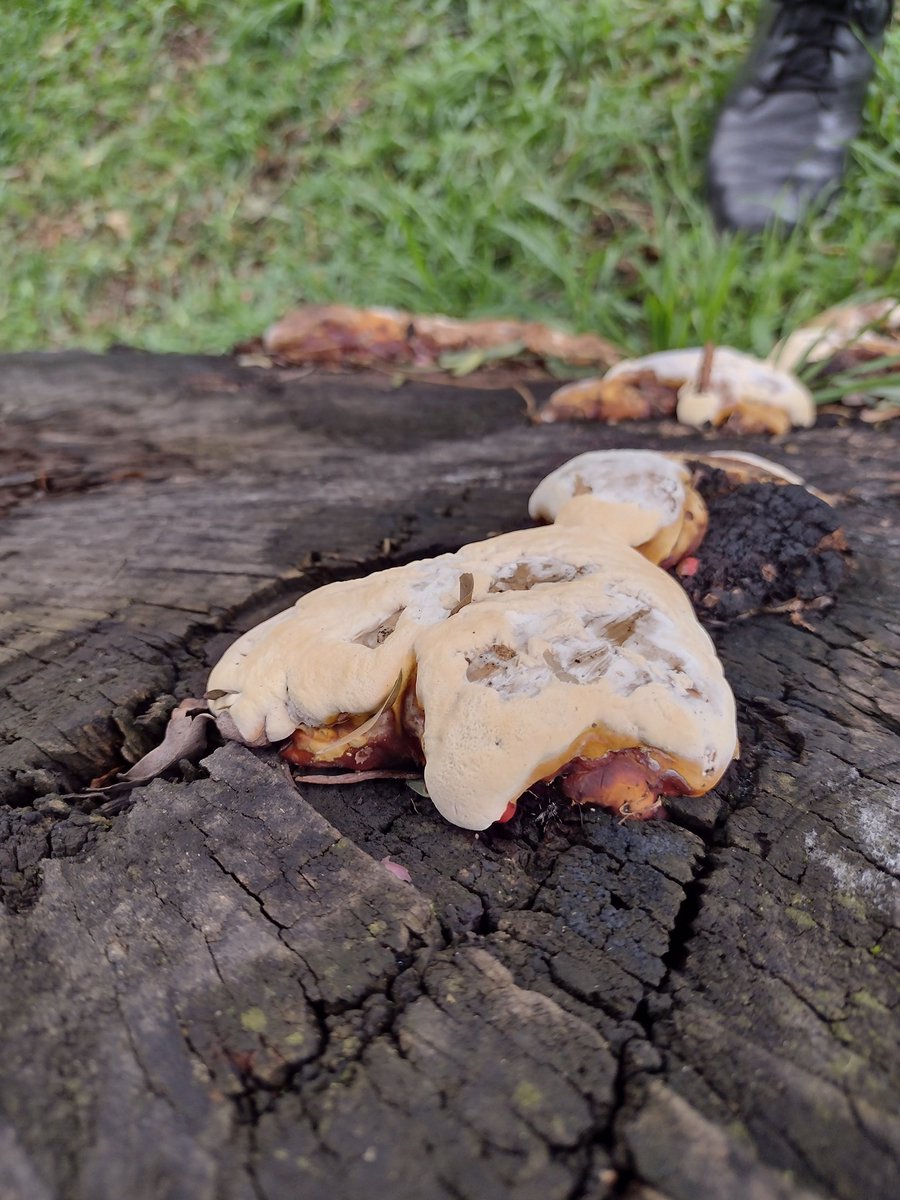 elcheloquillo's tweet photo. Hola @Fungi_Cosas !! Podrias asesorarme diciéndome que tipo de hongos son? Estan dentro de algunos árboles de CU. https://t.co/QKQMPAy51G