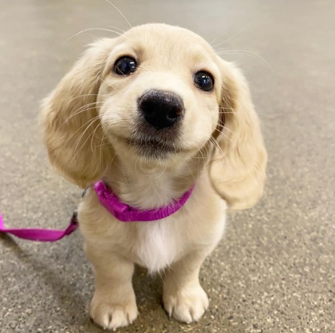 This is Winnie. She's just sitting here watching you do your best, and she's so proud. 12/10