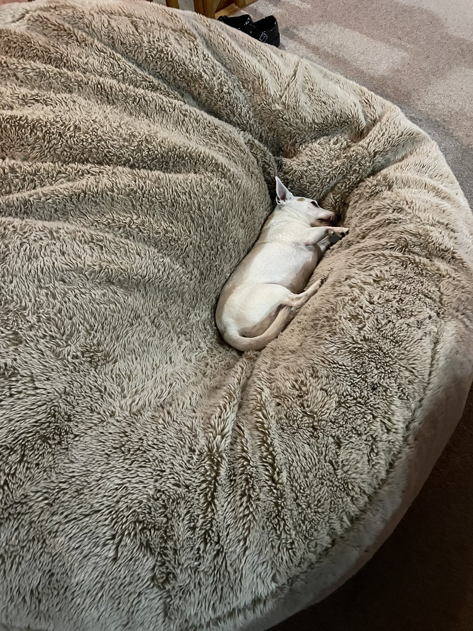  My 13 year old Ruby said happy birthday but she couldn t be bothered getting up for the photo 