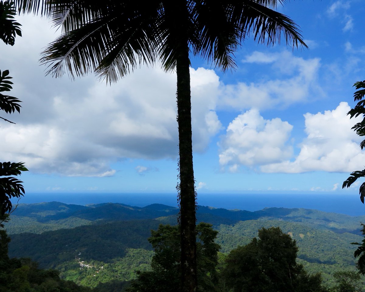 daz_tait's tweet photo. Trinidad only separated from the mainland in the last few millennia, so the flora and fauna are equatorial South American species, stunning in their variety and splendour. 'The World's my Oyster' trilogy, available from Amazon #trinidad #tobaga #butterfiles #butterfly #forest https://t.co/43uZTbApJY