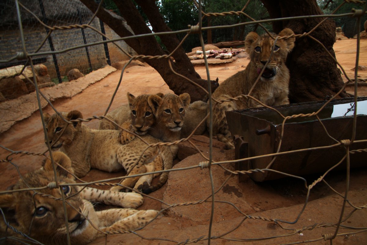 #BREAKING: New research from FOUR PAWS & @NYUEnvrStudies reveals dire consequences of 'cub-petting.'

Research shows #Lion cubs involved in these practices were often abused under the guise of a tourist attraction or selfie opportunity.

Read more: bit.ly/Cub-Petting