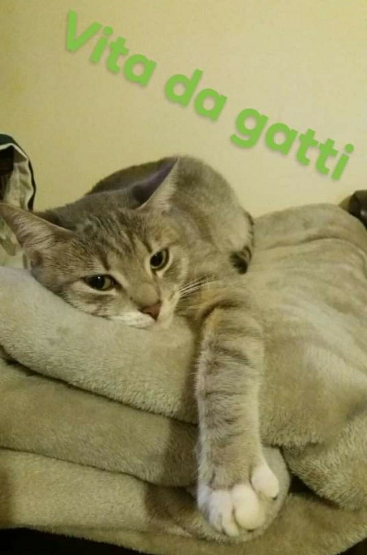 Nyx_incoerente_'s tweet photo. Vita da gatti 😂
#amicigatti #gatti https://t.co/T6SglwHIf0