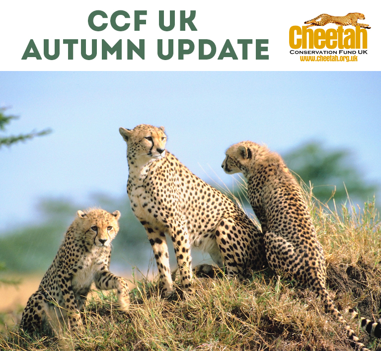 CCFCheetahUK's tweet photo. Are you subscribed to the #CCFUK newsletter? Keep up to date with #cheetahconservation news, upcoming events and learn how you can help this #endangeredspecies from all the way over here! Here's the latest edition π https://t.co/p0Mr1wlfjb https://t.co/CjM6uOKUTx